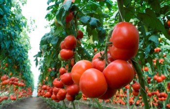Трованзо, прунус, органза и хибачи - четыре сорта томатов будет выращивать резидент ТОСЭР «Череповец» - тепличный комплекс «Новый»
