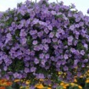 В тепличном комплексе «Тоншаловский» в пригороде Череповца будут выращивать более 30 видов цветов.